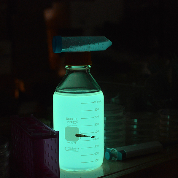 biolumin1